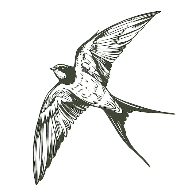 Vecteur l'illustration de l'oiseau volant de l'hirondelle est dessinée à la main dans un style de gravure à contour noir.