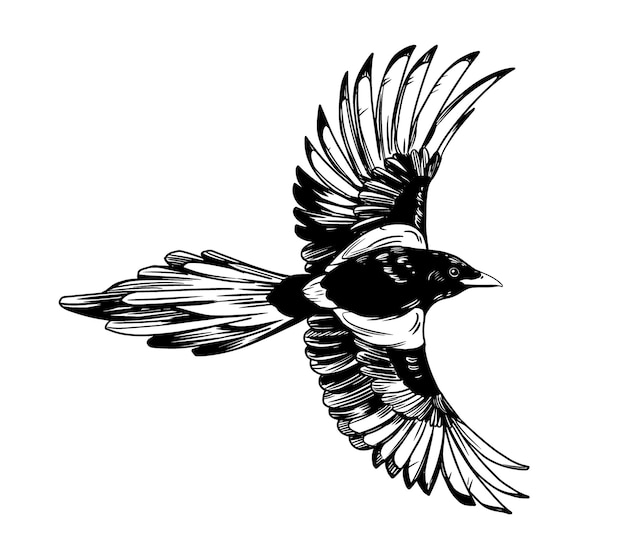 Vecteur l'illustration de l'oiseau volant magpie est dessinée à la main dans un style de gravure à contour noir.