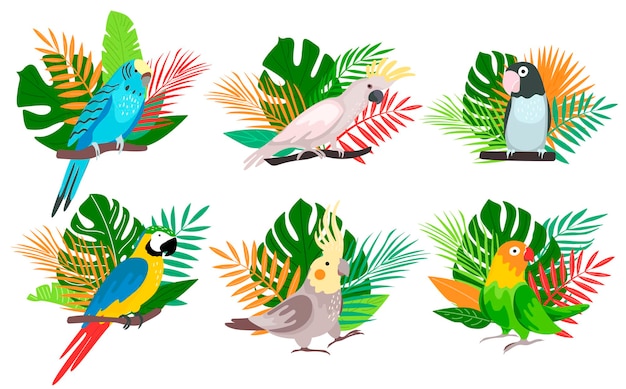 Illustration D'oiseaux Tropicaux Exotiques