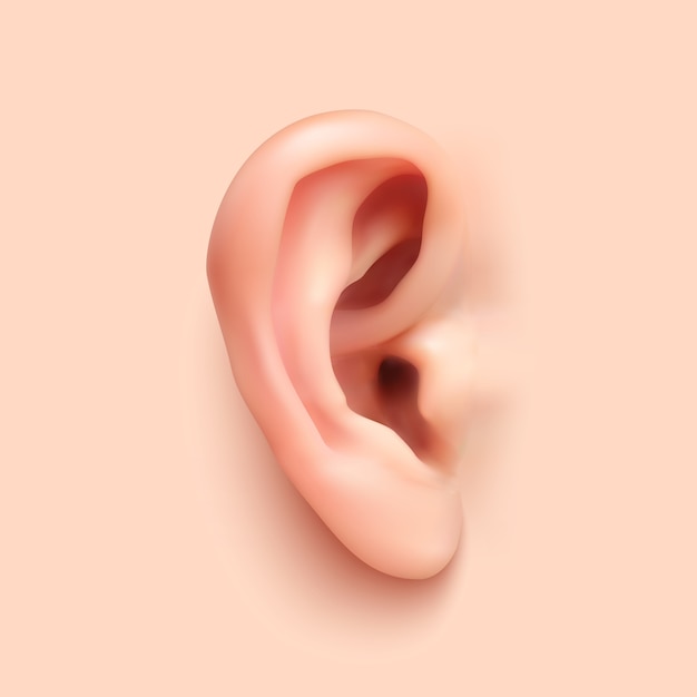 illustration d'oreille réaliste.