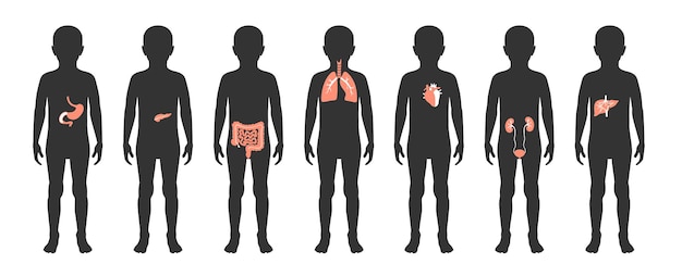 Illustration Des Organes Internes De L'enfant Dans Le Corps Du Garçon