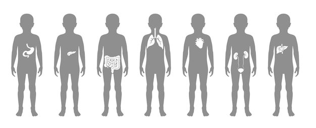 Vecteur illustration des organes internes de l'enfant dans le corps du garçon