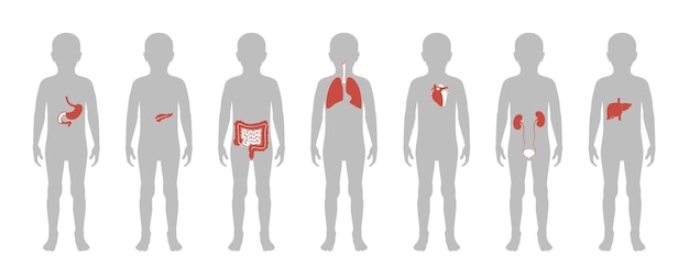 Illustration des organes internes de l'enfant dans le corps du garçon