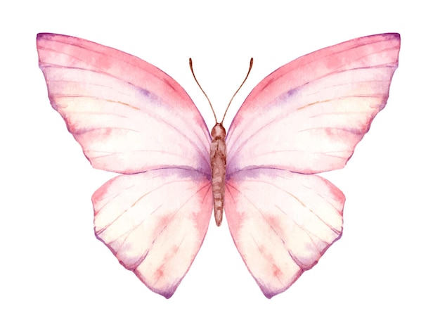 Vecteur illustration de papillon aquarelle peinte à la main de vecteur vibrant