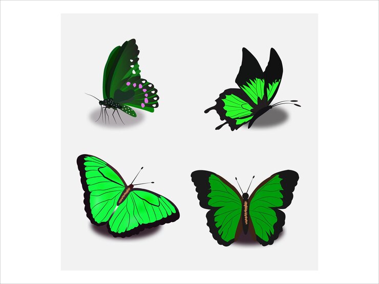 Vecteur illustration de papillons vectoriels libres