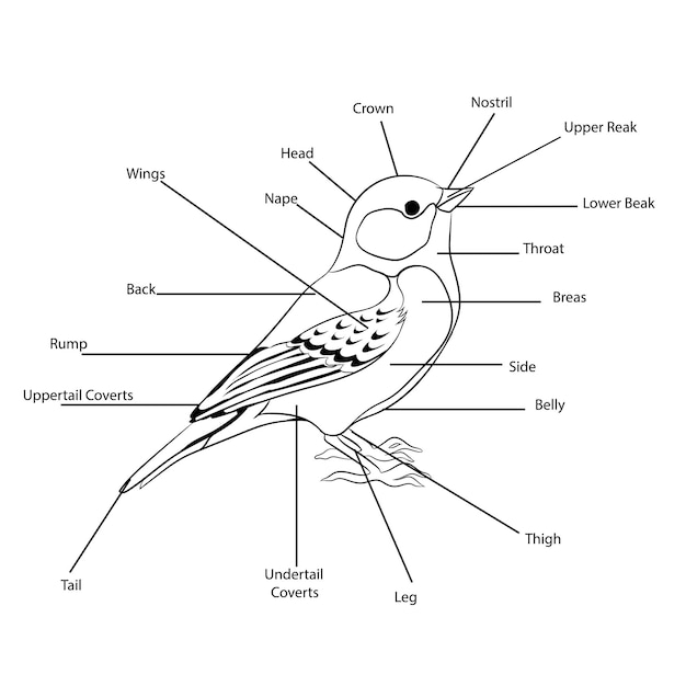 Vecteur illustration de parties du corps d'un oiseau