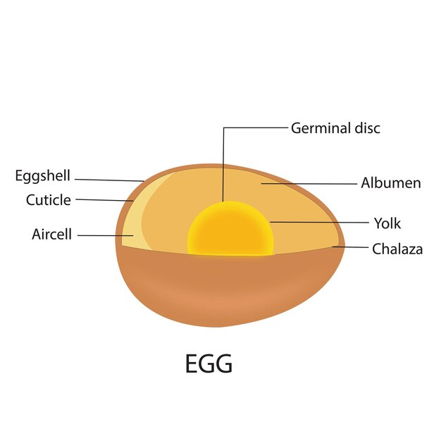 Illustration des parties intérieures et extérieures de l'œuf
