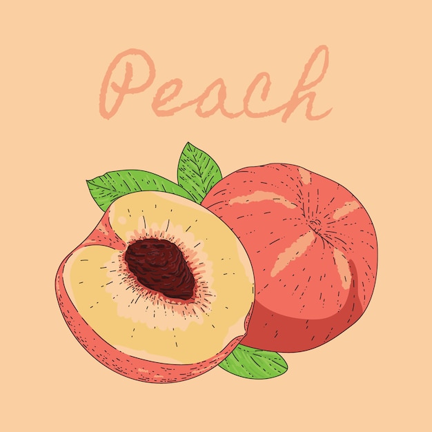 Illustration Pêche