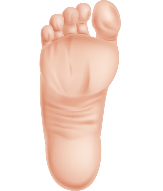 Illustration Des Pieds Isolés Sur Fond Blanc