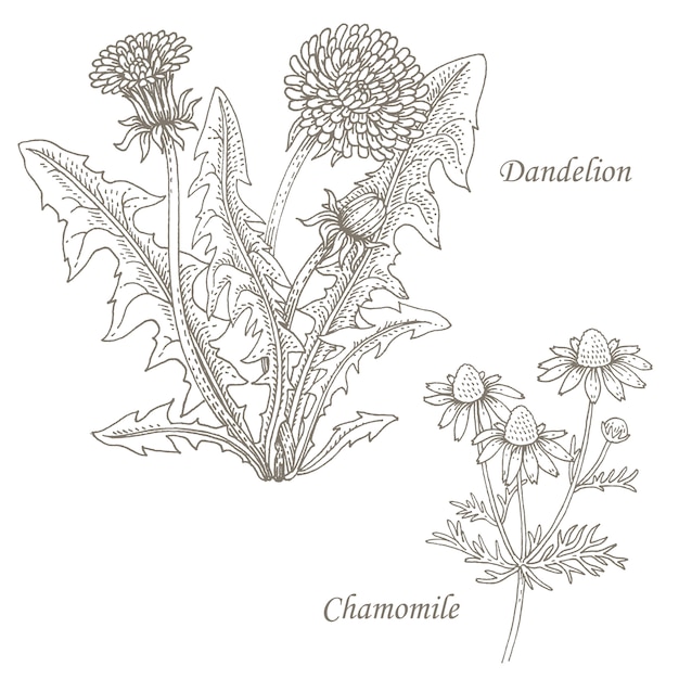 Illustration De Pissenlit Aux Herbes Médicinales, Camomille.