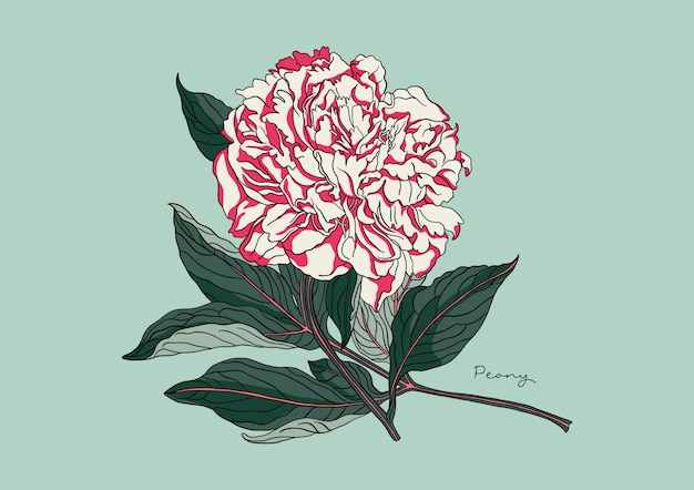 Vecteur illustration de pivoine fleurie