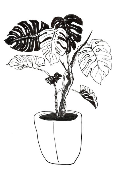 Vecteur illustration de plante à l'encre noire