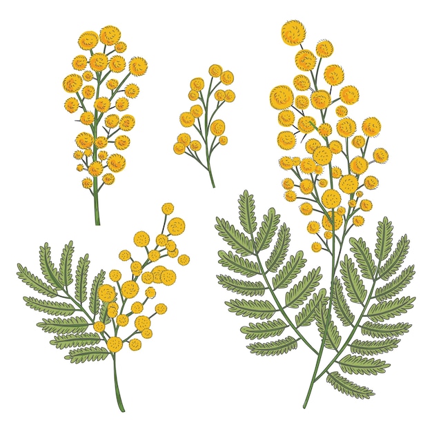 Vecteur illustration de plante mimosa dessinée à la main