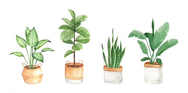 Illustration de plante urbaine aquarelle, peinte à la main