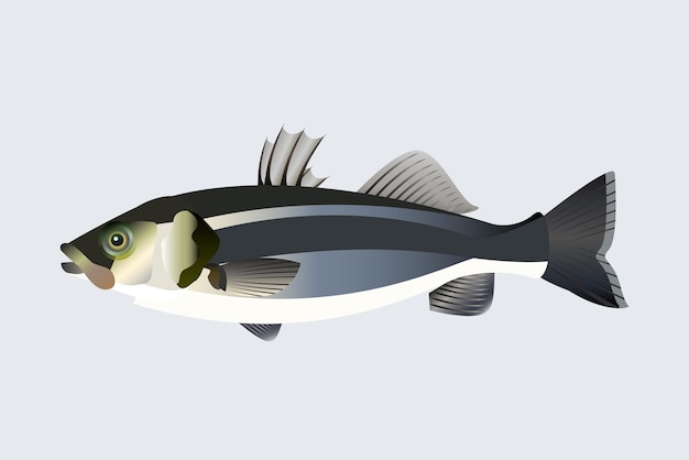 Vecteur illustration de poisson isolé