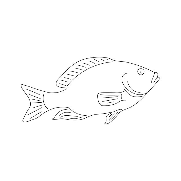 Vecteur illustration de poisson tilapia isolé sur fond blanc vector