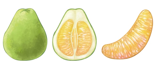 Illustration De Pomelo