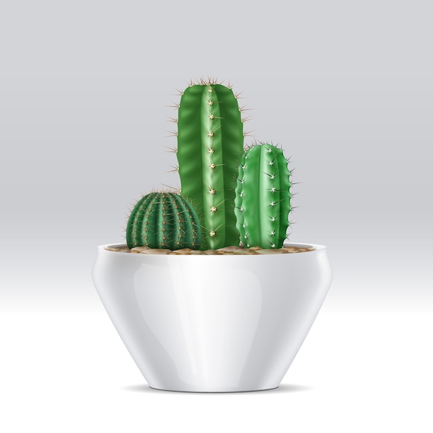 Illustration de pot plein de mélange de plantes succulentes cactus sur fond blanc