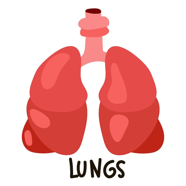 Vecteur illustration de poumons humains avec un nom anatomie des organes internes illustration vectorielle d'un isolé plat