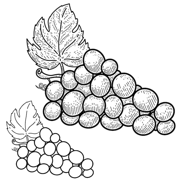 Vecteur illustration de raisin de cuve dans le style de gravure élément de conception pour l'affiche d'emblème de signe d'étiquette de logo illustration vectorielle