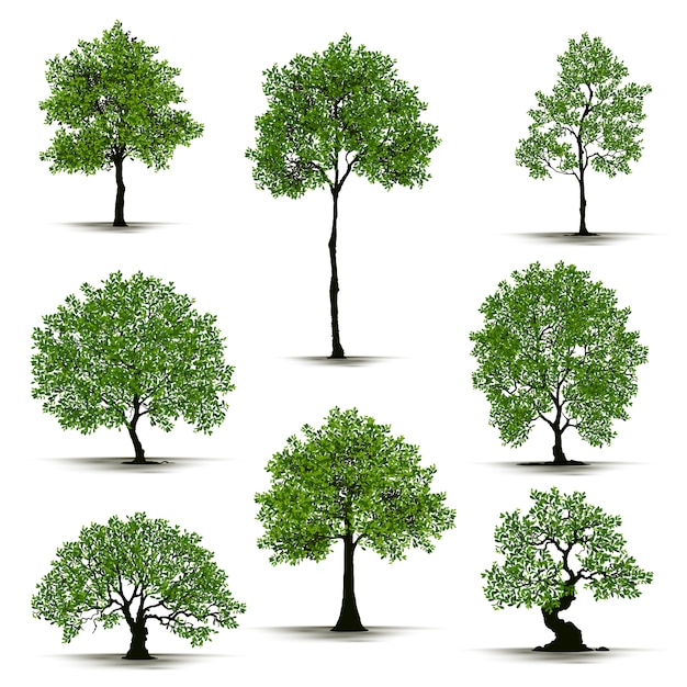 Vecteur illustration réaliste arbre isolé