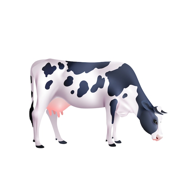 Vecteur illustration réaliste de vache