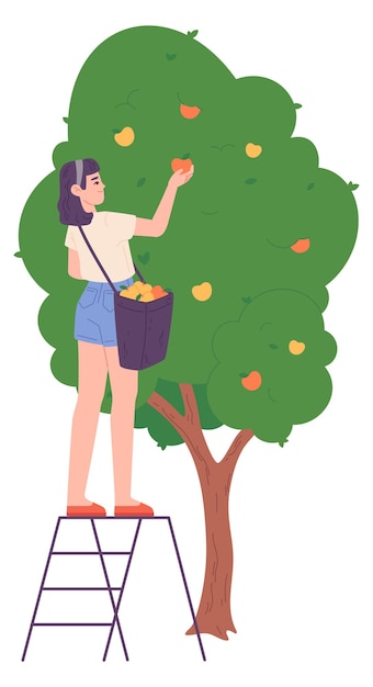 Vecteur illustration de la récolte des fruits une femme travaille dans un jardin vert