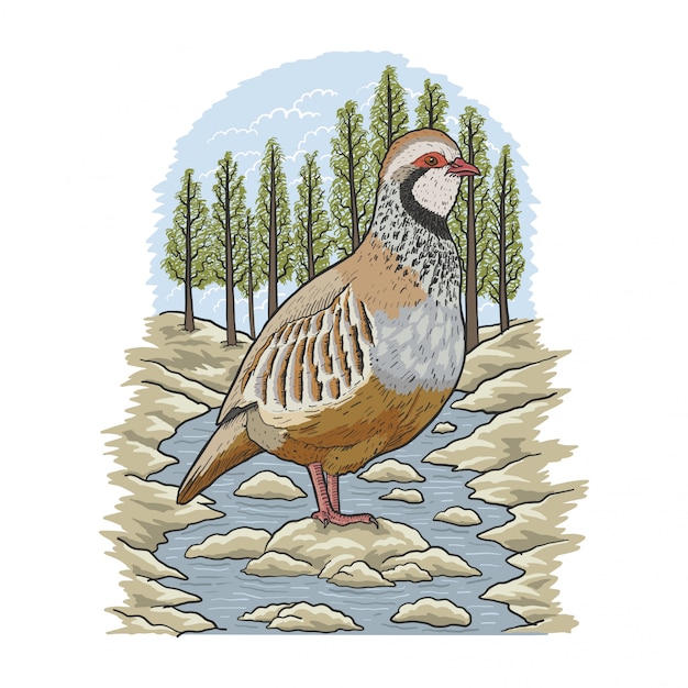 Vecteur illustration de la rivière partridge