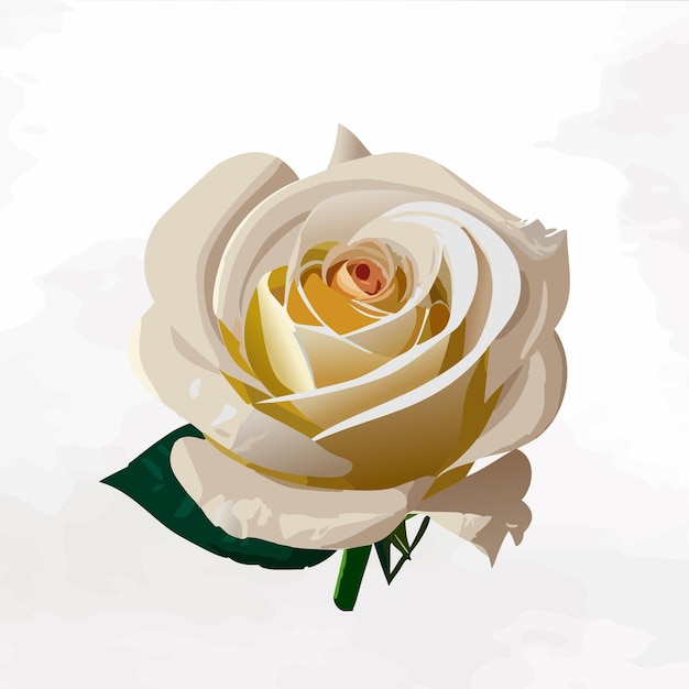 Vecteur illustration d'une rose blanche sur un fond blanc