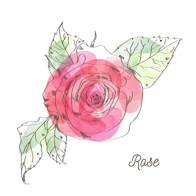 Illustration de rose pour la conception graphique de la Saint-Valentin