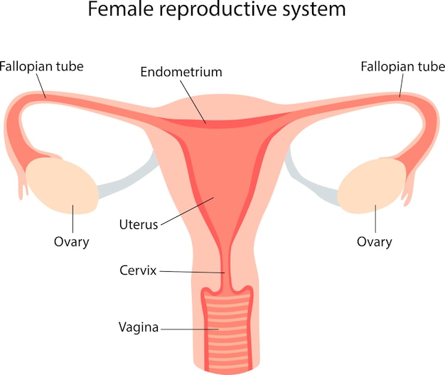 Illustration Schématique Du Système Reproducteur Féminin