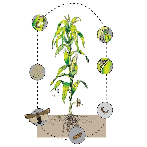 Vecteur illustration scientifique du ver de l'armée dans le maïs