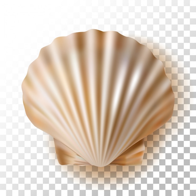 Vecteur illustration shell sur transparent