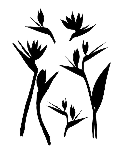 Illustration de silhouette de fleur de Strelitzia Ensemble isolé de fleurs tropicales vectorielles Strelitzia oiseau de paradis