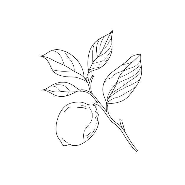 Illustration simple d'un citron sur une branche d'arbre