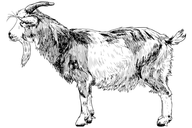 Illustration de style classique de chèvre debout