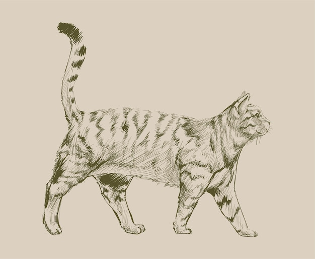 Vecteur illustration style de dessin de chat