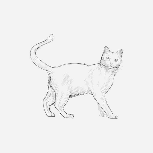 Illustration Style De Dessin De Chat