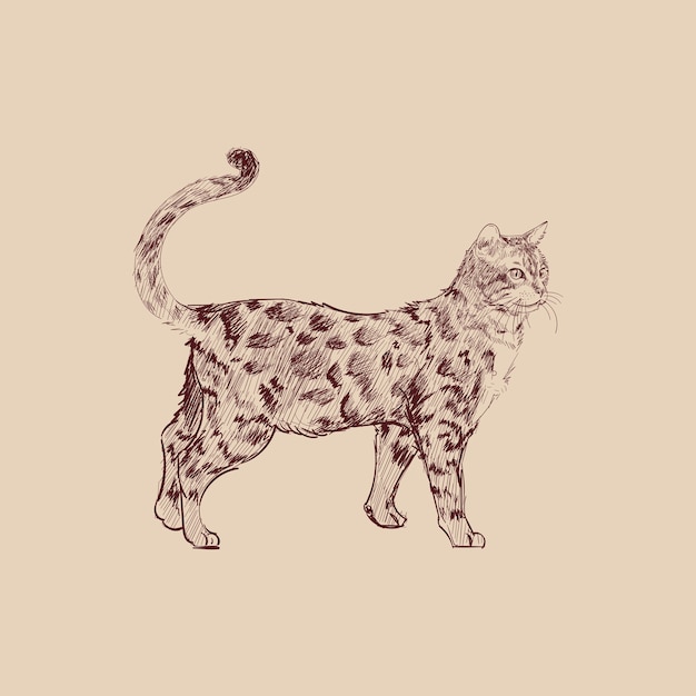 Illustration style de dessin de chat