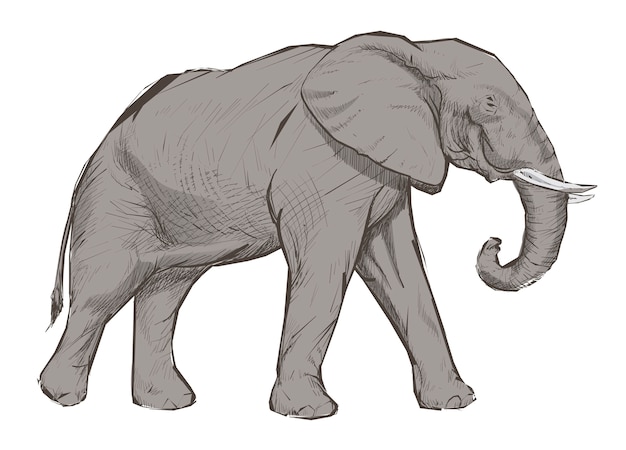 Vecteur illustration style de dessin d'éléphant