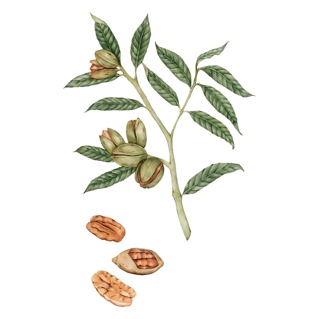 Illustration style de dessin de noix de pécan