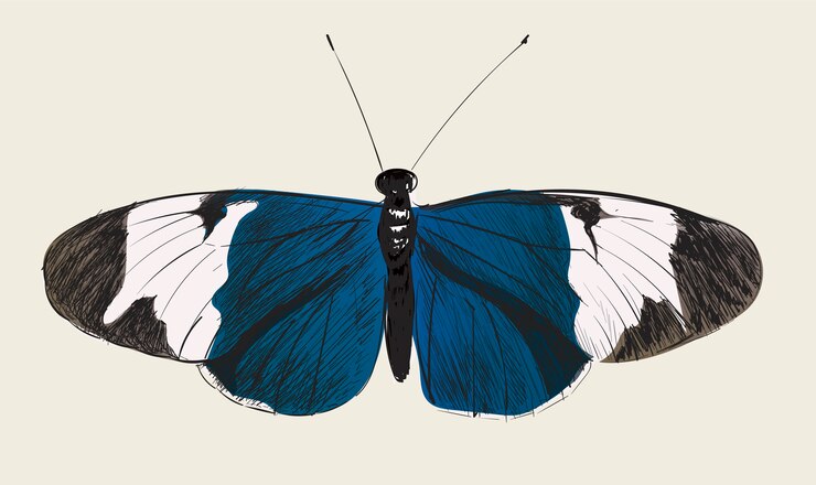 Vecteur illustration style de dessin de papillon