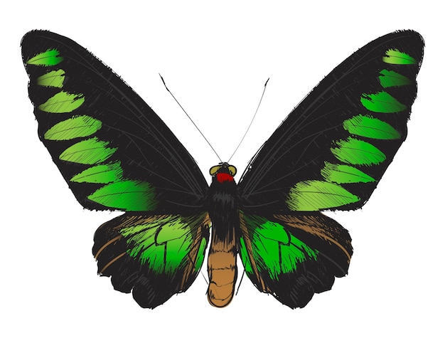 Illustration Style De Dessin De Papillon