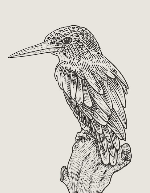 Illustration de style de gravure d'oiseau vintage