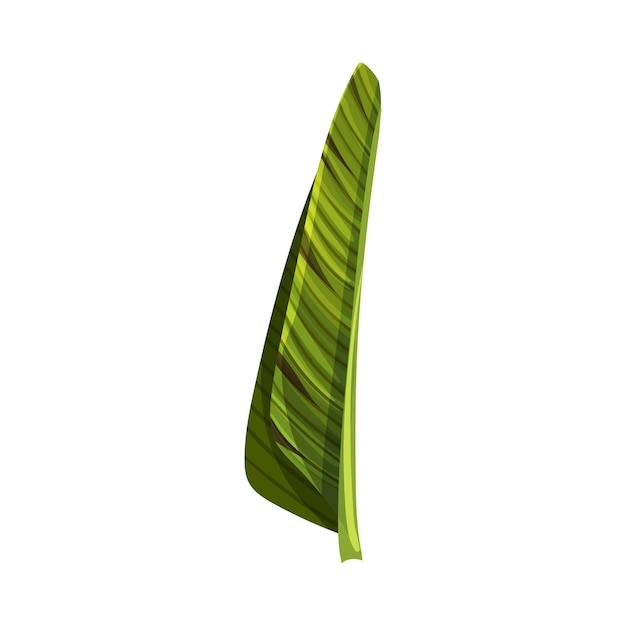 Vecteur illustration stylisée d'une feuille de banane avec des veines transversales vectorielles