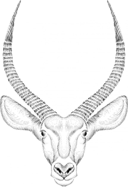 Vecteur illustration de tête d'antilope dessinée à la main