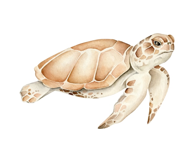 Vecteur illustration de tortue