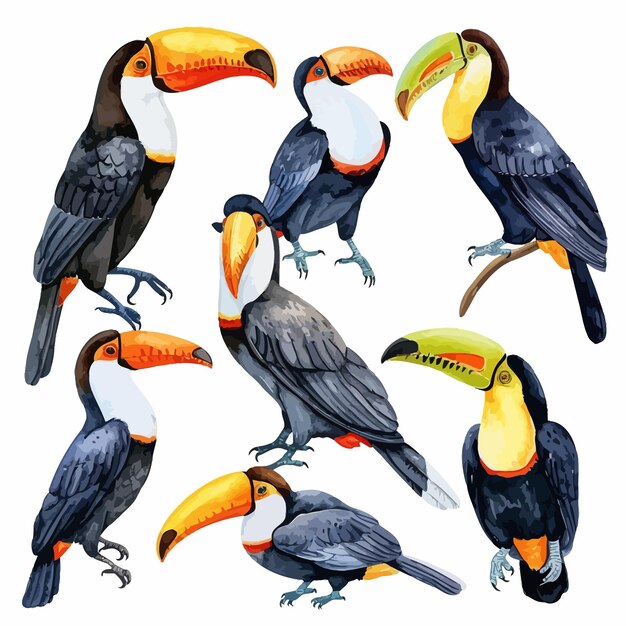 Vecteur illustration de toucans