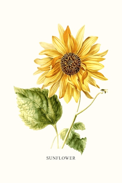 Vecteur illustration de tournesol