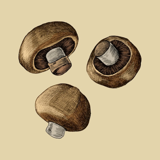 Vecteur illustration de trois champignons frais